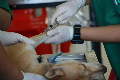 Veterinary Associate Contract Review